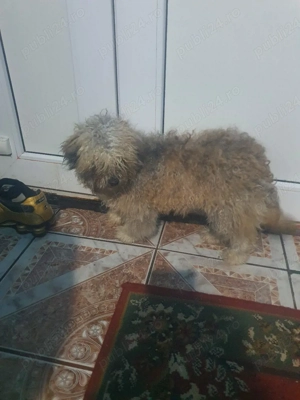 Bishon Alb-Gri - imagine 2