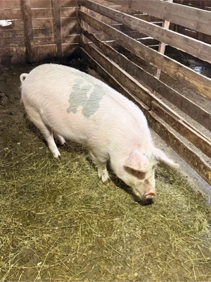 Scroafa gestanta - imagine 2