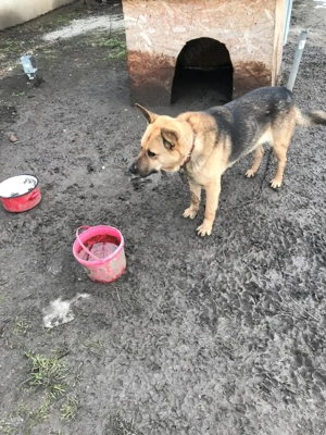 Vând câine Metis de lup  - imagine 2