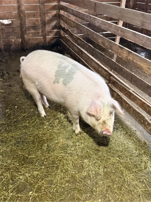 Scroafa gestanta - imagine 3