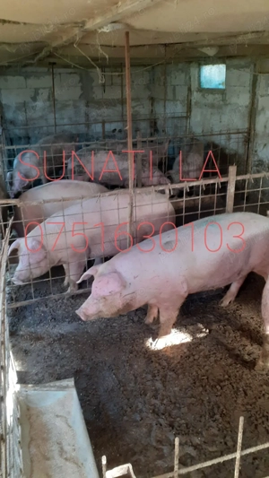 Porci și Grăsuni de vînzare - imagine 2