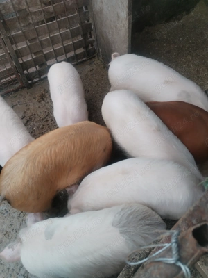 Vând purcei 30-35kg buc. - imagine 4