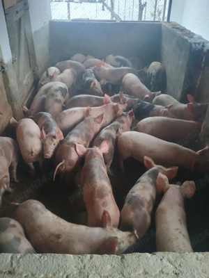 Suldani   purcei de vanzare rasa Pietran si Marele Alb - imagine 2