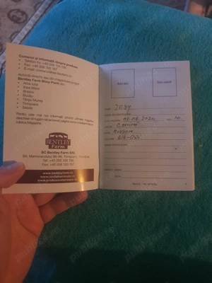 Bishon Alb-Gri - imagine 4