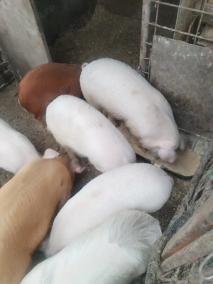 Vând purcei 30-35kg buc. - imagine 2