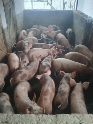 Suldani   purcei de vanzare rasa Pietran si Marele Alb