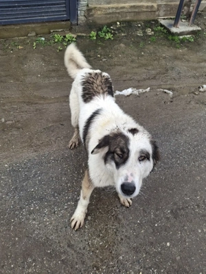 vand catea ciobanesc de bucovina  - imagine 3