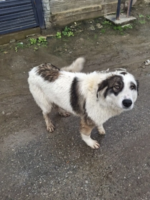 vand catea ciobanesc de bucovina  - imagine 2