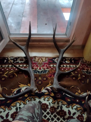 vand pereche COARNE 6raze