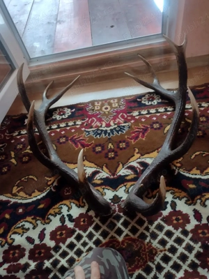 vand Pereche COARNE 6 raze