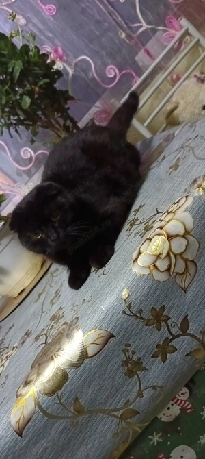 Pisică de rasă ca pisică de rasă  - imagine 5