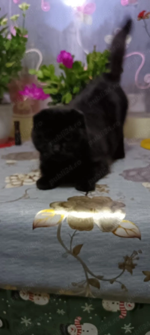 Pisică de rasă ca pisică de rasă  - imagine 3