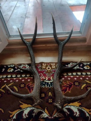 vand Pereche COARNE 4 raze