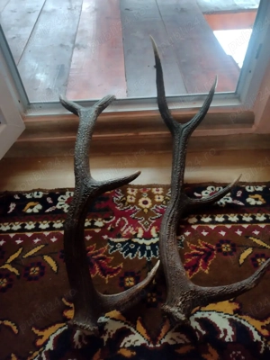 vand pereche COARNE 4 raze