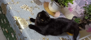 Pisică de rasă ca pisică de rasă  - imagine 4