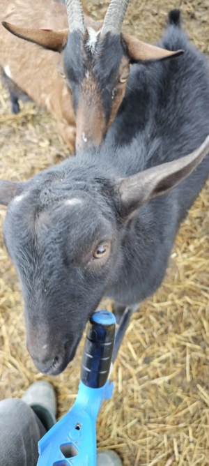 Vand  schimb Tapisor Murciano de anul trecut - imagine 5