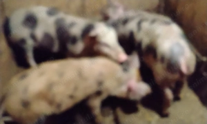 Vând purcei    - imagine 5