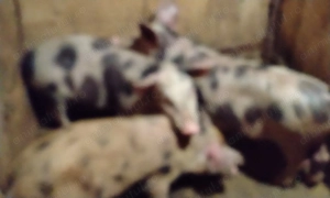 Vând purcei    - imagine 6