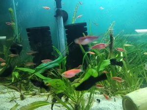 pesti acvariu zebre molly negru galben lira - imagine 4