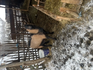 Animăluțe de vanzare - imagine 3