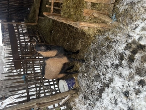 Animăluțe de vanzare - imagine 2