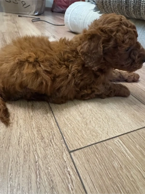 Puddel -Caniche Toy fetita Red