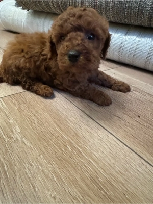 Puddel -Caniche Toy fetita Red - imagine 4