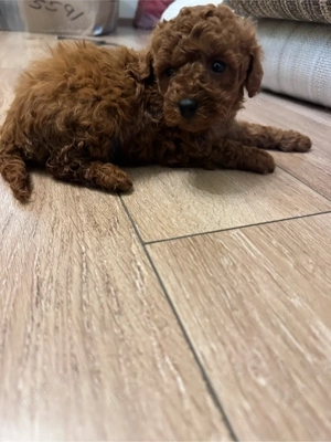 Puddel -Caniche Toy fetita Red - imagine 3