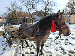 Vând urgent iapă de 4 ani  - imagine 2