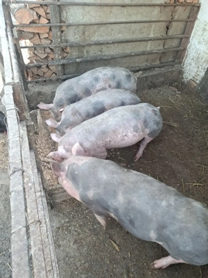 purcei 45-50 kg - imagine 3