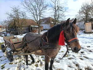 Vând urgent iapă de 4 ani  - imagine 3