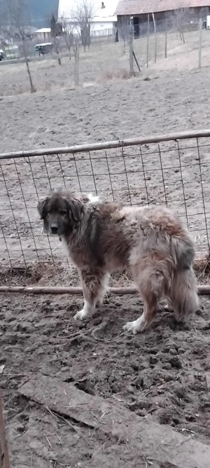 Vând câine ciobănesc caucazian 