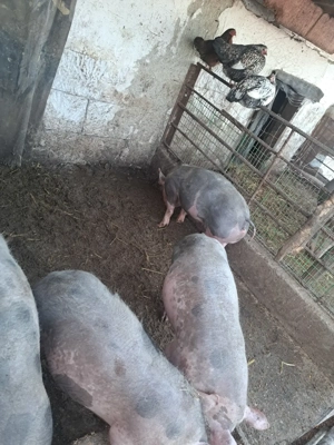 purcei 45-50 kg - imagine 5