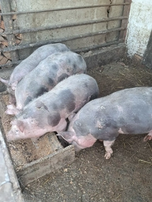 purcei 45-50 kg - imagine 2