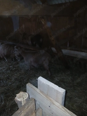 vand capre la schimb pe bivoli  - imagine 2