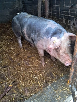 Porci de vânzare  - imagine 2