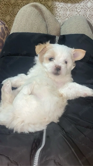 aceasta pufosenie isi cauta o casuta noua 