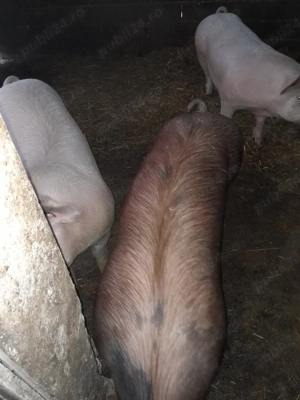 porci de vinzare