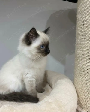 Ragdoll fetițe si băieței  - imagine 2