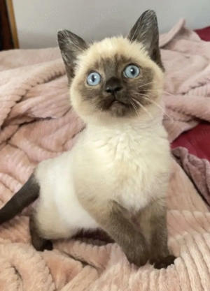 Ragdoll fetițe si băieței  - imagine 4