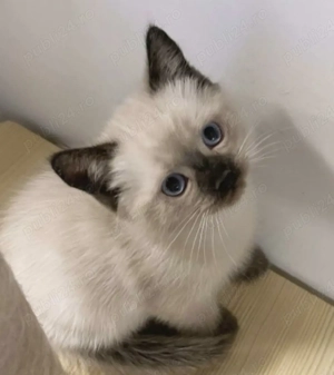 Ragdoll fetițe si băieței  - imagine 3