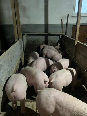 vand purcei - imagine 3