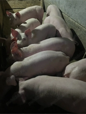 vand purcei - imagine 4