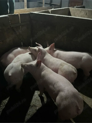 vand purcei - imagine 2