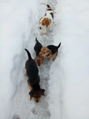 vand căței,frumosi ,sanatosi si jucausi - imagine 2