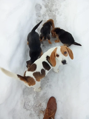 vand căței,frumosi ,sanatosi si jucausi - imagine 4