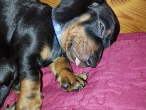  O fetite si un baietel  Teckel ! - imagine 4