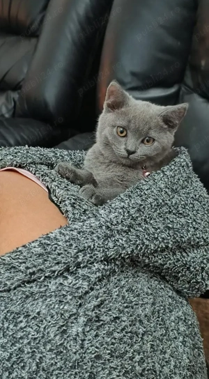 british short hair  - imagine 2