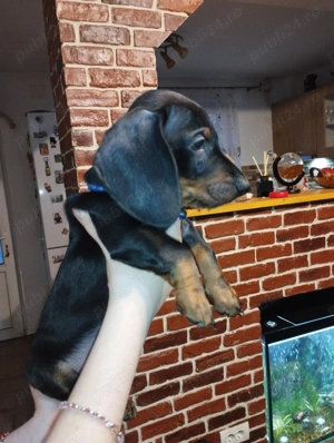 O fetita si un baietel Teckel jucausa - imagine 3