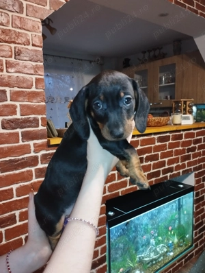 O fetita si un baietel Teckel jucausa - imagine 2